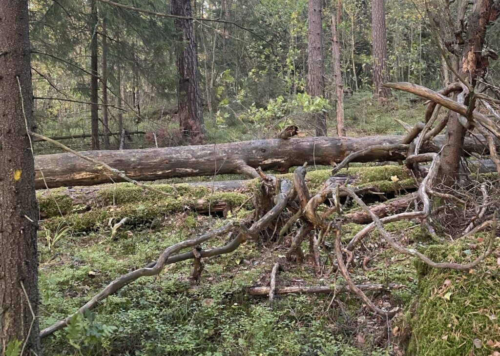 Metsärauha Stansvikissa