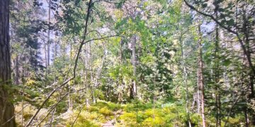 Opastettu metsäretki lapsille