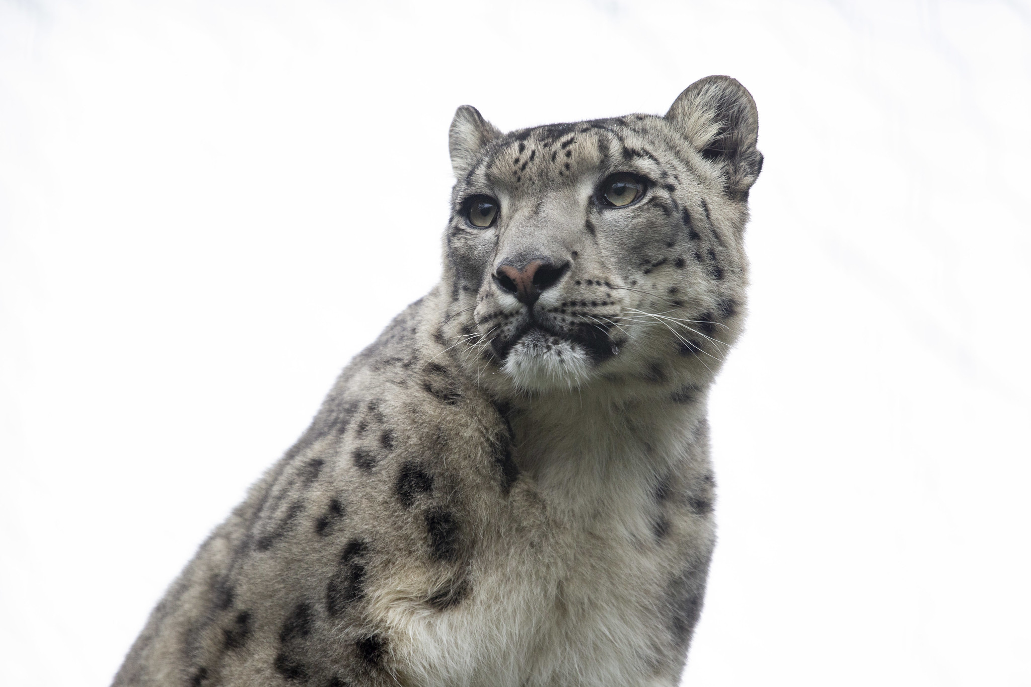Planner Pen - Snow Leopard.